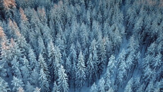 Wald:Sinfonie Trailer