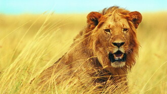 Walking with Lions Trailer