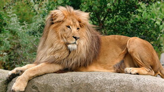 Was ist Was - Tiere im Zoo Trailer