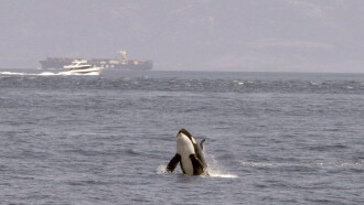 Watch Out for Orcas! Danger Off Gibraltar? Trailer