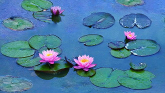 Water Lilies by Monet Trailer