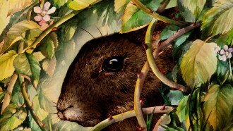 Watership Down Trailer