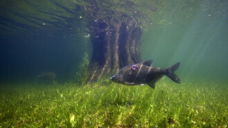 Waves Beneath The Water, Secrets of freshwater life revealed Trailer