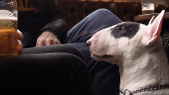 We Don't Deserve Dogs Trailer