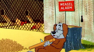 Weasel Stop Trailer