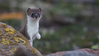 Weasels: Feisty and Fearless Trailer