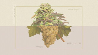 Weed & Wine Trailer