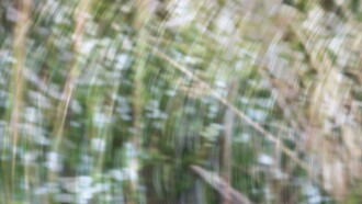 Weeds and Wildflowers Trailer