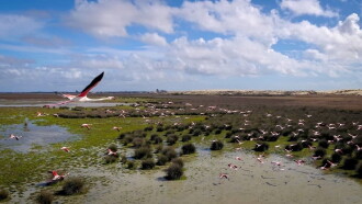 Wetlands: The Legacy of Luc Hoffmann Trailer