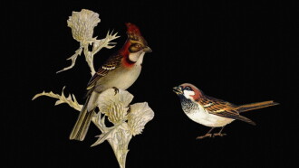 W.H. Hudson’s Remarkable Argentine Ornithology Trailer