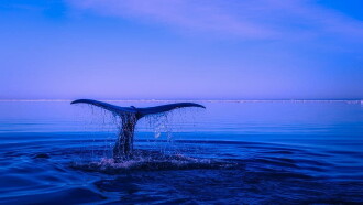 Whale Patrol Trailer