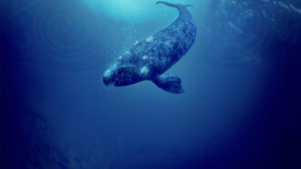 Whale Rider Trailer