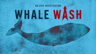 Whale Wash Trailer