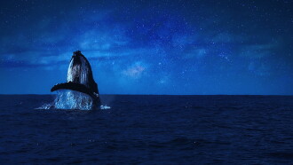Whales and I Trailer