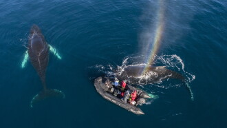Whales in a Changing Ocean Trailer