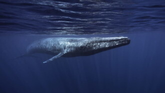 Whales in Crisis Trailer