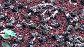 What Happened to the Bees? Trailer
