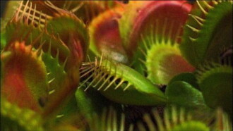 What Plants Talk About Trailer