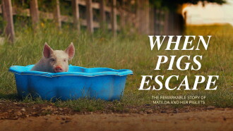 When Pigs Escape Trailer