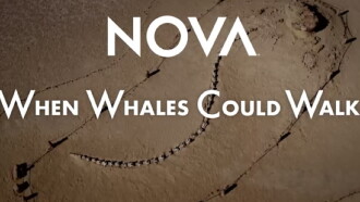 When Whales Could Walk Trailer