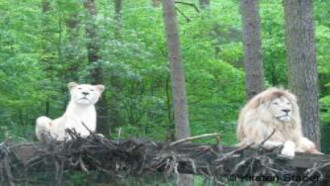 White Lions Born Wild Trailer