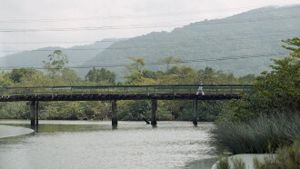 White Mangrove Trailer