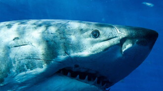 White Shark - Outside The Cage Trailer