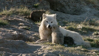 White Wolves: Ghosts of the Arctic Trailer