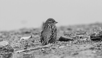 Who is killing the sparrows? Trailer
