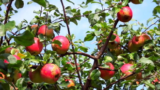 Who Was Johnny Appleseed? Trailer