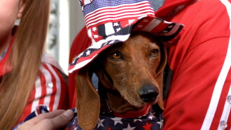 Wiener Dog Internationals Trailer