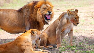 Wild Africa 3D: An Extraordinary Journey Trailer