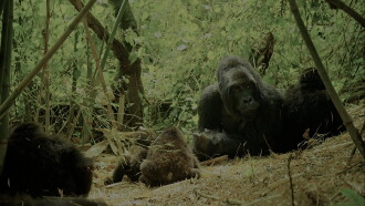 Wild Africa Trailer