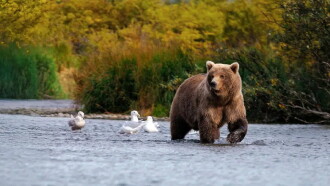 Wild Alaska Trailer