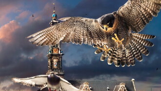 Wild Amsterdam Trailer