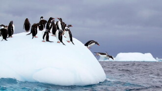 Wild Antarctica Trailer