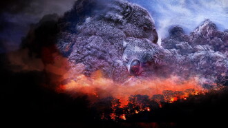 Wild Australia: After the Fires Trailer