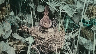 Wild Birds in Their Haunts Trailer