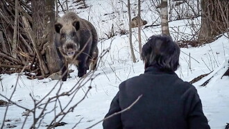 Wild Boar Hunting Trailer