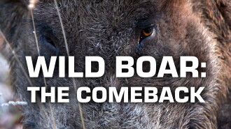 Wild Boar: The Comeback Trailer