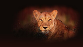 Wild Botswana Trailer