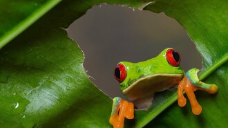 Wild Costa Rica Trailer