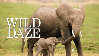 Wild Daze Trailer