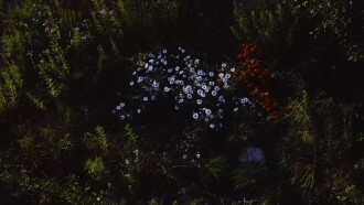 Wild Feast Trailer
