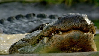 Wild Florida Trailer