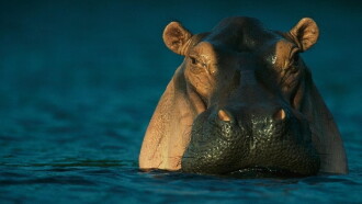 Wild Gabon Trailer