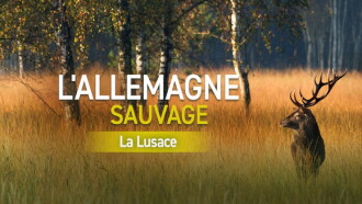 Wild Germany: Exploring Lusatia Trailer