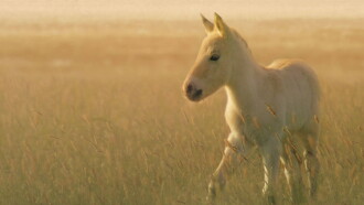 Wild Horses - A Tale From The Puszta Trailer