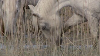 Wild Horses of the Marshes Trailer