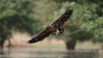 Wild Hungary – A Water Wonderland Trailer